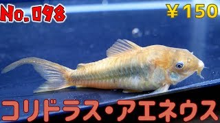 【生体紹介】No.098コリドラス・アエネウス【ふぶきテトラ】