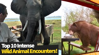 Top 10 INTENSE Wild Animal Encounters | Scary Animal Encounters