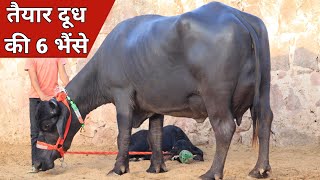 15 से 20 किलो दूध की 6 भैंसे, एक ही जगह बिक्री के लिए उपलब्ध | Sayach Dairy Farm (8890367765)