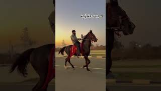 મરવુ એક જ વાર || horse jordar riding video horse race video horse lover video #horserider