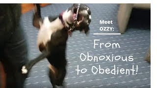 Ozzy the Boston Terrier: From Obnoxious to Obedient!