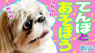 シーズー犬とおもちゃであそぼ！【家では元気】Let's play with Shih tzu!