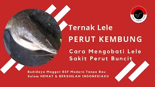 Ternak lele - Obat Lele Kembung Yang Tepat Pencegahan Lele Mati Perut Buncit