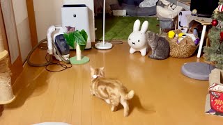 猫の謎行動がかわいすぎました！