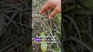 Tillandsias são parasitas? #plantas #bromeliaceae #tillandsias #epífitas #árvores #arbustos