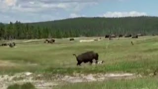 Montana woman plays dead to avoid bison attack