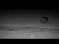 A Huge Hippo Chases a Leopard