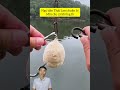 làm mồi câu cá khổng lồ sông mekong cacconvat docla fishing