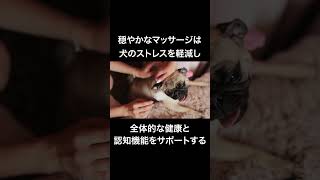 犬の「認知症予防の」雑学　#shorts #犬 #雑学 #犬の雑学