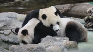 20221213 圓圓圓寶好感情 吃喝睡覺黏不停(早餐) Giant Panda Yuan Yuan \u0026 Yuan Bao