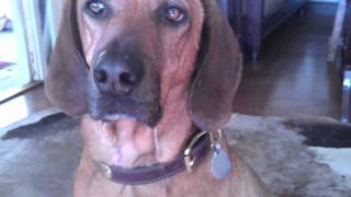Ultimate Dog Teaser - Ultimate Dog Drool