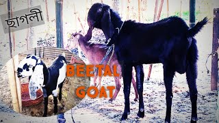 Beetal Goat - ছাগলী বিষয়ে জানো আহক || Beetal Goat - ৰাম ছাগলী || Big Goat