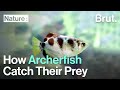 How Archerfish Catch Their Prey