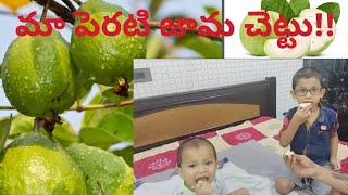 #maa chettuki kaasina మొదటి జామ పoడు #guava tree #healthy fruit #kikkinikki talkies