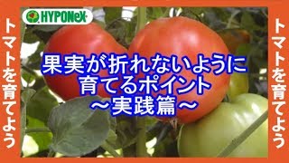 🍅大きなトマトを育てるコツ(実割れ・茎折れ防止方法)#おいしいトマトの育て方 04