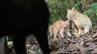 子猫 威嚇３連発 可愛い