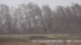 Slechtvalk pakt Grutto in Brabantse Biesbosch op 9-3-2019