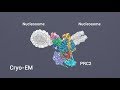 Cryo-EM structures of PRC2 simultaneously engaged with two functionally distinct nucleosomes