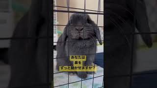 ♡今日も元気にモフモフ♡【鼻を動かし続ける】