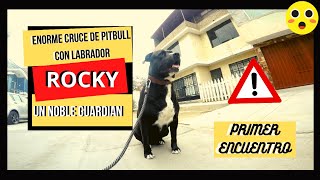 PERROS PODEROSOS PITBULL CON LABRADOR