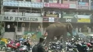 Gajah liar ngamuk di Siliguri, India