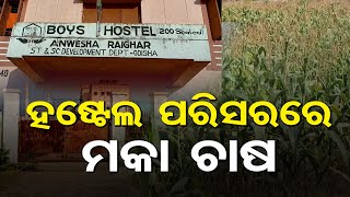 ହଷ୍ଟେଲ ପରିସରରେ ମକା ଚାଷ | Odisha Reporter