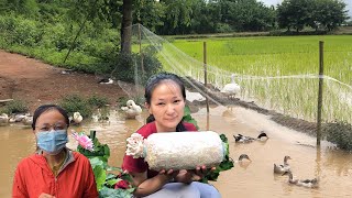 เข้าสวน เก็บมะระขี้นกปลุกต้นมะเขือ ทำโรงเรือนเห็ดมินิ จากเมืองกรุงสู่ เชียงตุง อยู่แบบพอเพียง นิ นิน