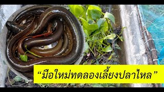 การเลี้ยงปลาไหลนาในบ่อซีเมนต์แบบละเอียด | เตรียมบ่อเลี้ยงปลาไหลในบ่อซีเมนต์ แบบละเอียด (Swamp eel)