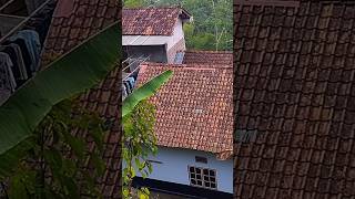 RUMAH TERPENCIL BIKIN BETAH, PEDESAAN PURWOREJO, DESA GUNUNG WANGI #shortvideo