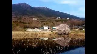 個人的に好きな風景　つくば市臼井　燧ヶ池（ひうちがいけ）の桜03