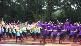 東京学生”生っ粋”＠2015　原宿スーパーよさこい