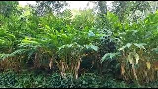 2 Acres of cardamom land for sale for 45 Lakhs ::Call +91-6238367401