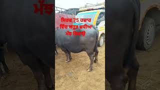 ਸਿਰਫ 75 ਹਜ਼ਾਰ ਵਿੱਚ ਬਹੁਤ ਵਧੀਆ ਮੱਝ ਵਿਕਾਉ @Dhaliwal_farming #farming #buffalo #viral