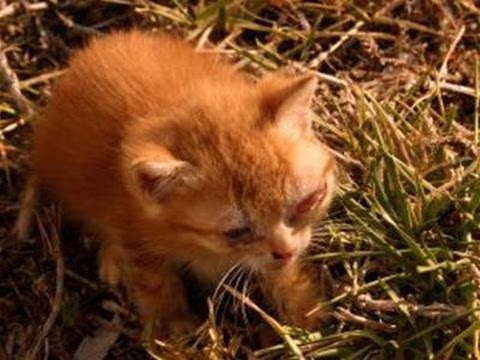How To Handle A Death Of A Cat How To Handle A Death Of A Cat