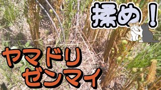 【ゆっくり山菜・野草】ヤマドリゼンマイ揉みますよ！【釋 樹煌】