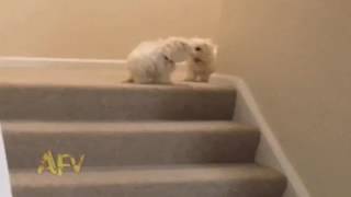 Cutest dog pushes another cute dog down the stairs!!!