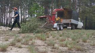 Rębak Bandit 90 rozdrabnianie całych drzew Najem 400zł Mińsk Mazowiecki 4K