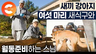 비구니 사찰에 강아지 식구들이 생겼다. 여섯 마리 새끼 강아지의 겨울집과 육개장 대신 채개장 만드는 비구니 스님들의 월동준비ㅣ겨울 나기ㅣ#한국기행