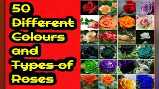 Rose,Types of rose, different rose colour,50 rose varieties,my garden