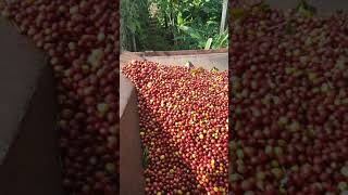 Loading Moy Hall Estate Cherry Coffee into the hopper for pulping