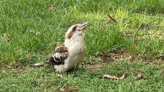 后院的笑翠鸟们  Kookaburras at Backyards  #breezy728