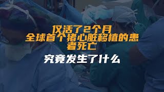 仅活了2个月！全球首个猪心脏移植的患者死亡，究竟发生了什么？