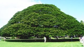 【驚愕】「この木なんの木」で有名な「日立の樹」にかかる年間維持費が公開されるww