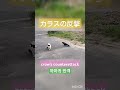 カラスに反撃されるはち 164 shorts