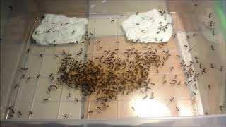 Polyrhachis lamellidens moving and feeding