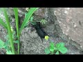 lesser stag beetle dorcus parallelipipedus climbs up to the brick wall and ants attack it