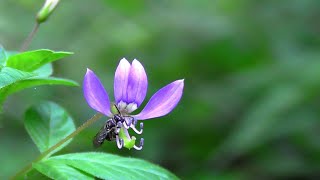 തേനീച്ച പൂമ്പൊടി ശേഖരിക്കുന്നത് കാണാം# ...#Bee collecting pollen from a small Violet flower#