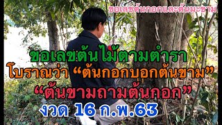 ขอเลข ต้นไม้ตามตำรา “ต้นกอกบอกต้นขาม” งวด 16 กุมภาพันธ์ 2563