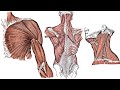 Full Muscle Anatomy Guide - All Important Muscles for Bodybuilding