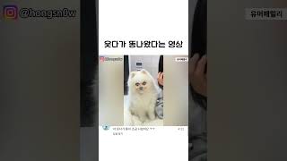 강아지 얼굴 인식  #웃음 #귀여움#황당 #웃김주의 #귀여움주의 #웃긴영상 #눈물주의 #힐링